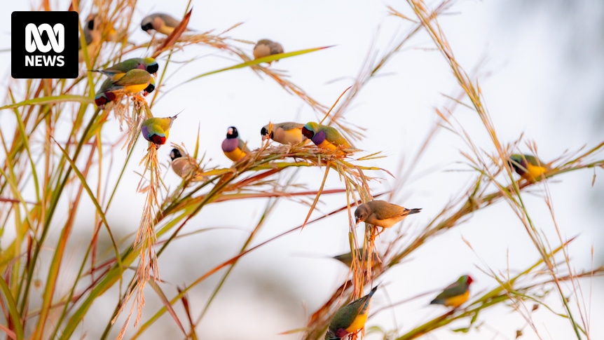 Labor flips against Lee Point development ahead of Nightcliff by-election