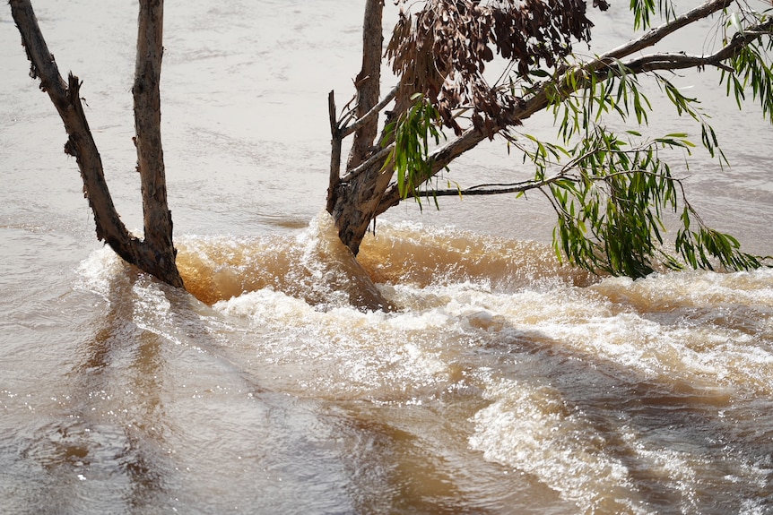 Water rushing around a tree branch emersed in flood waters, brown in colour, white bubbling.