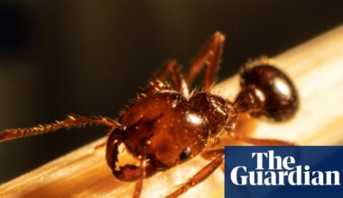 ‘Brisbane is getting a taste of it’: fire ants at New Farm shows invasive species is on the march – and an outbreak may follow | Queensland