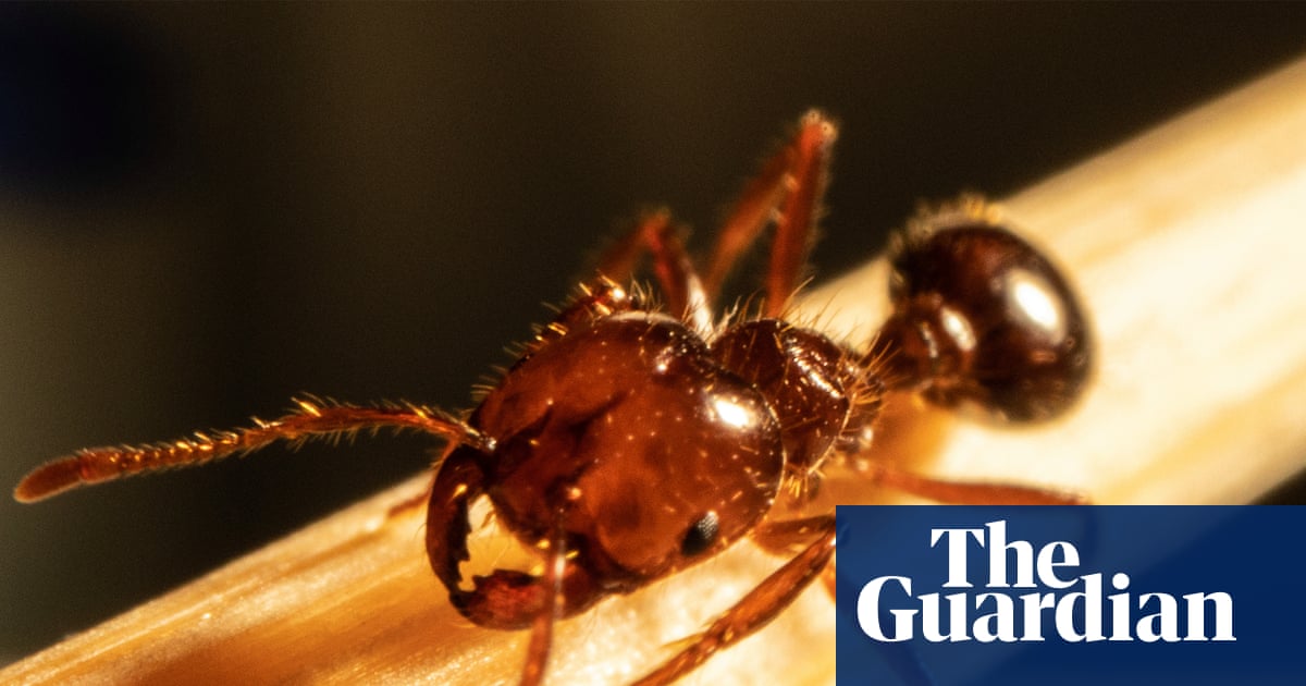 ‘Brisbane is getting a taste of it’: fire ants at New Farm shows invasive species is on the march – and an outbreak may follow | Queensland
