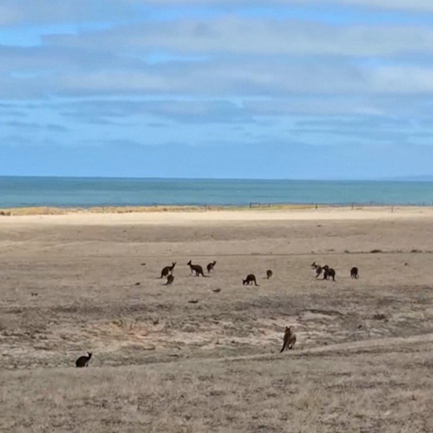A grassy plain, with the ocean in the distance. In the middle distance are around a dozen kangaroos.