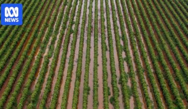 Sunraysia and Murray Valley farmers seek disaster declaration after deluge during harvest