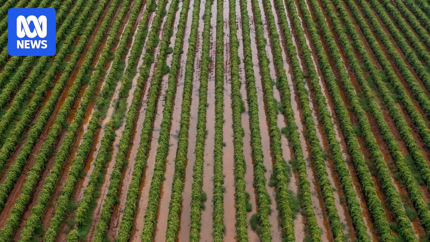 Sunraysia and Murray Valley farmers seek disaster declaration after deluge during harvest