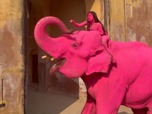 The model did this photoshoot sitting on a pink colored elephant.