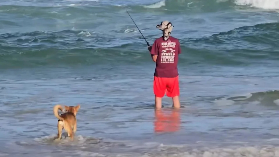 A curious dingo approaches an unsuspecting fisherman on K’gari, believed to be the same animal that chased two men only days earlier. Picture: Supplied
