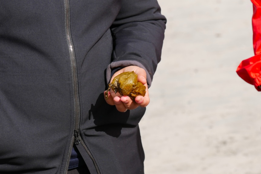 A woman holding a piece of seaweed in her hand. 