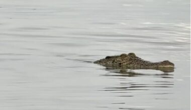 QuickCheck: Was a crocodile spotted at the PD Waterfront as claimed?