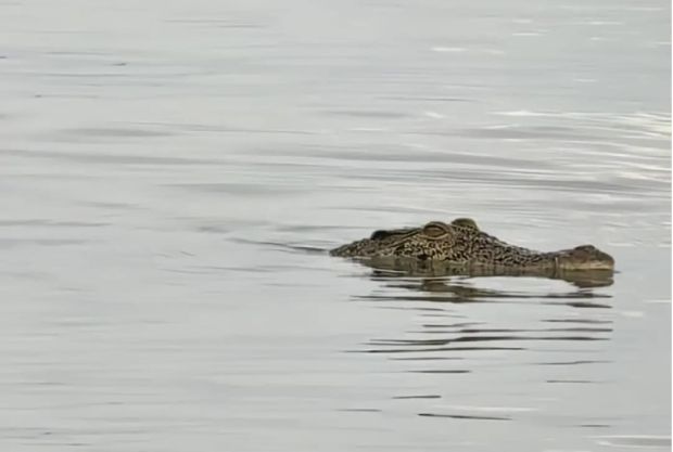 QuickCheck: Was a crocodile spotted at the PD Waterfront as claimed?