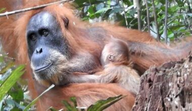 Rehabilitated orangutan gave birth to seventh child in Indonesia's Mt. Leuser national park