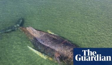Whale stranded off Germany swims to freedom after days of efforts to save it | Germany