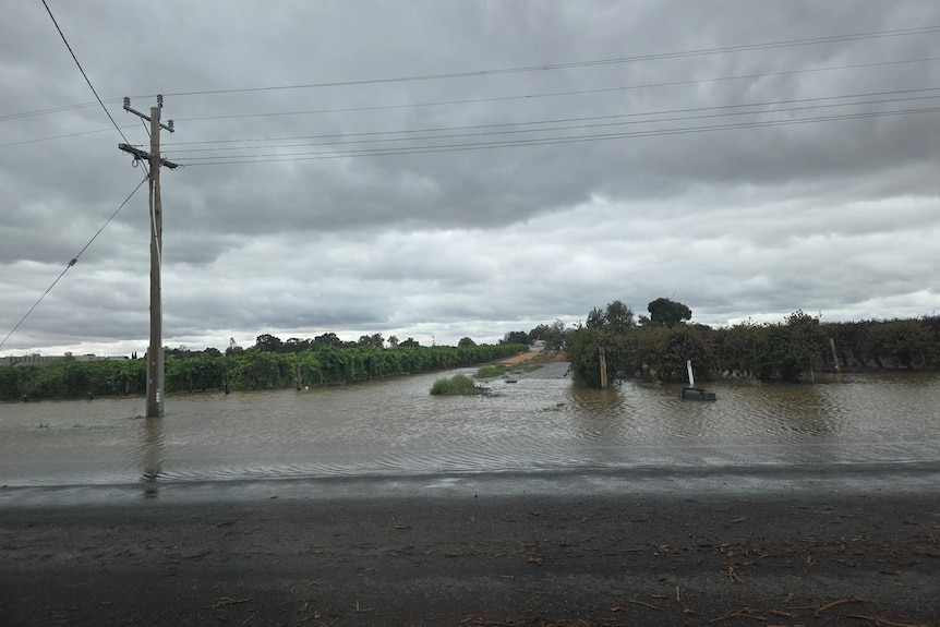 A large amount of water at the base of grapevines, and an electricity pole