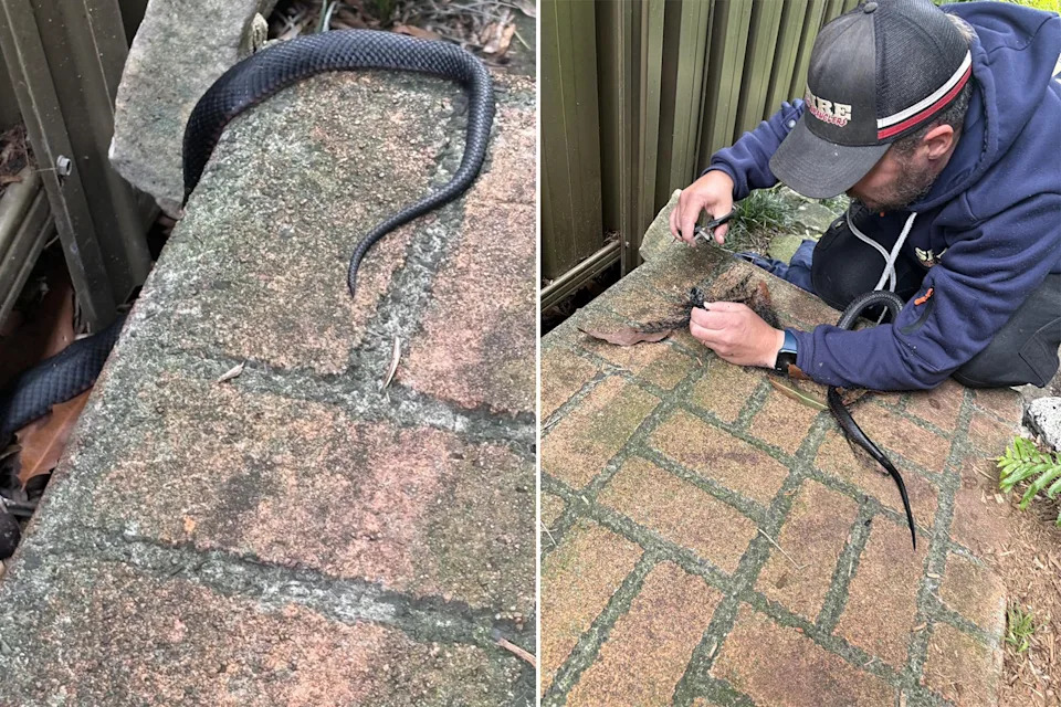 Left: The snake's tail coming out from the fence. Right: Tyler Gibbons cuts the snake free