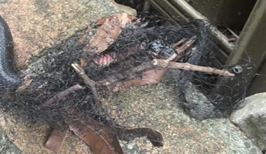 Neighbour's dangerous backyard item leads to 'sad' discovery: 'Really bad'