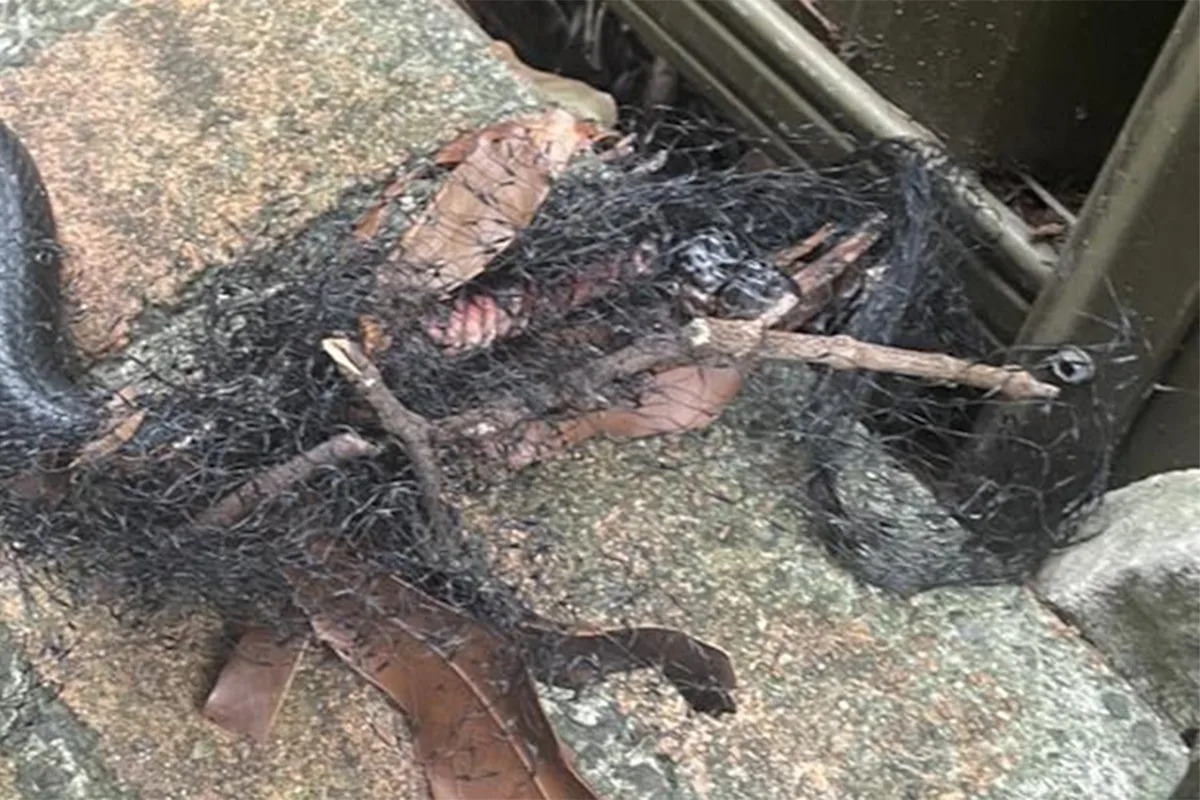 Neighbour's dangerous backyard item leads to 'sad' discovery: 'Really bad'