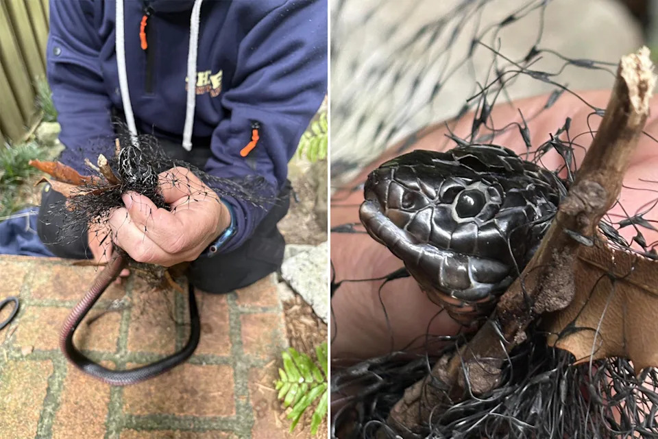 Left: Tyler Gibbons holds the snake in his hands. Right: A close-up of the snake's head tightly wrapped in the netting