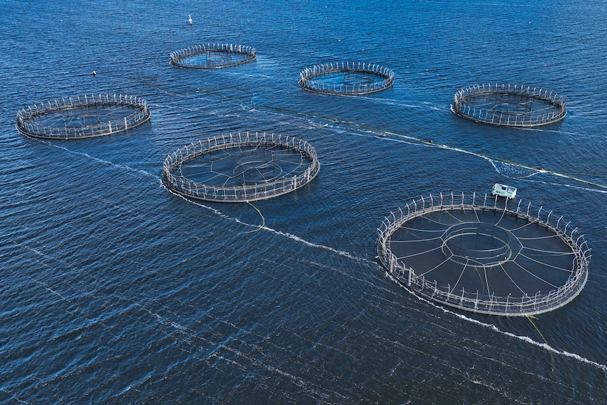 A drone shot of salmon pens in the water.