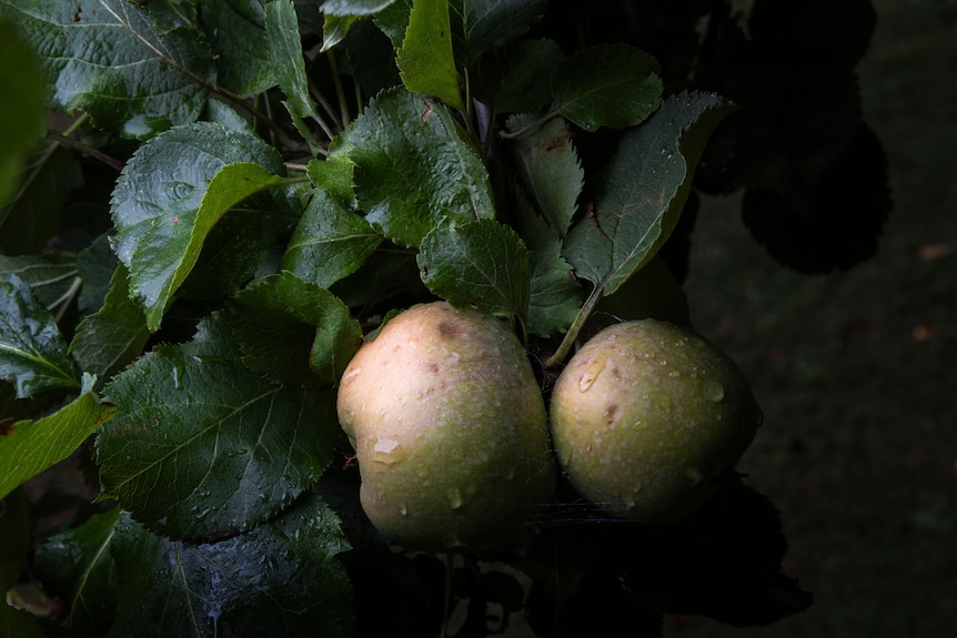 Pair of apples on tree with rain drops