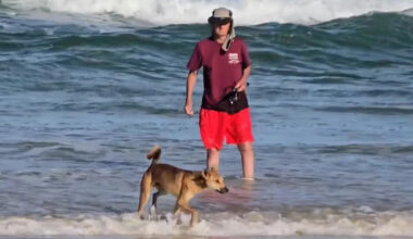 ‘Not normal’: Dingo video causes concern