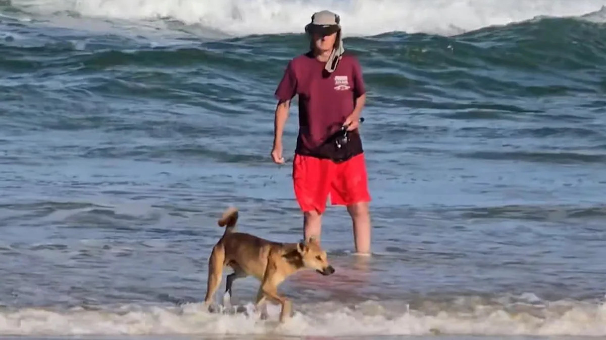 ‘Not normal’: Dingo video causes concern