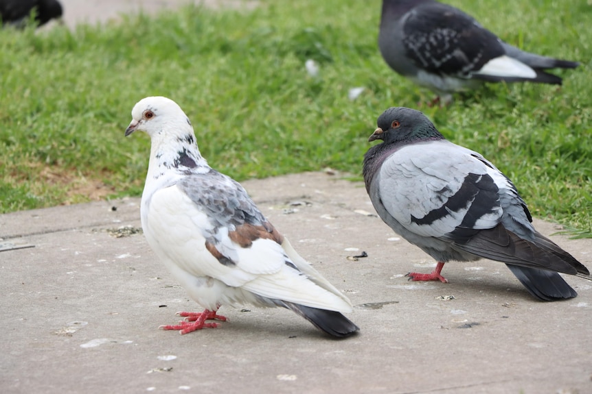 Pigeons standing on concrete and nearby grass.
