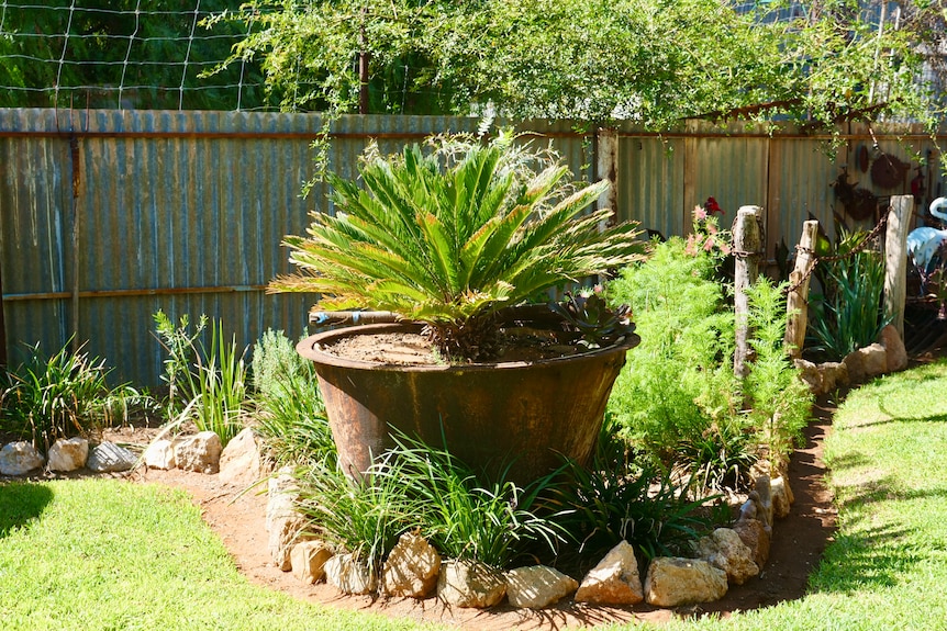 A large fern in a pot.