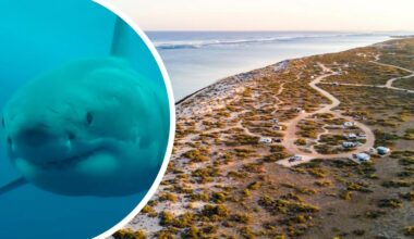 Exmouth shark attack: Woman injured after being bitten by shark near Kurrajong Campsite