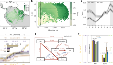 Amazon rainforests are rejuvenating their canopies by producing more photosynthetically efficient young leaves under climate change