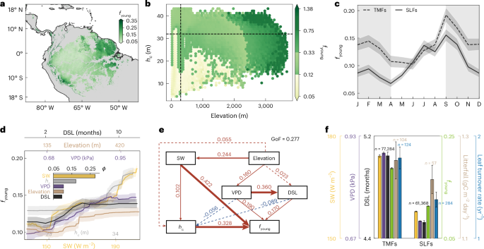 Amazon rainforests are rejuvenating their canopies by producing more photosynthetically efficient young leaves under climate change