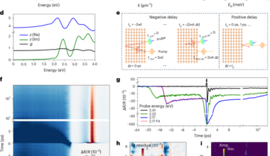 Large exciton longitudinal–transverse splitting enables room-temperature ultrafast coherent polaritonics in layered perovskite crystals