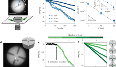 The hydrodynamic torque dipole from rotary bacterial flagella powers symmetric discs