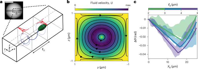 Fig. 3: Hydrodynamic model of swimming E. coli passing through a channel.