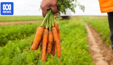 Fuel and freight woes from Middle East conflict could end some carrot farms in WA, warns industry body