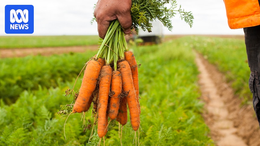 Fuel and freight woes from Middle East conflict could end some carrot farms in WA, warns industry body