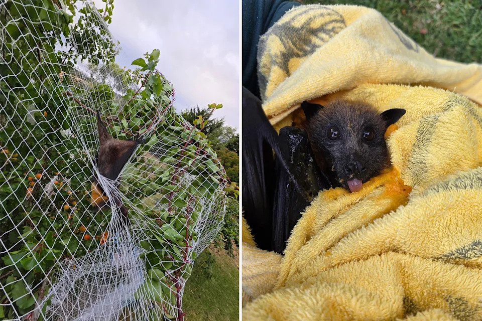 Left: Flying fox entangled in tree netting. Right: Flying fox wrapped in yellow towel after being rescued. 