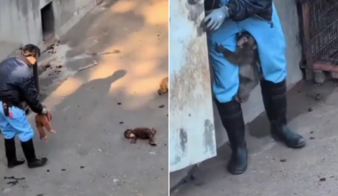 Punch the monkey clings to zoo keeper as they replace his surrogate mother with new toy