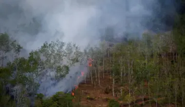 Indonesia's government allocated 20.6 million hectares of forest areas for food-, energy- and water-related programmes in 2025, 43 per cent of which was natural forest.