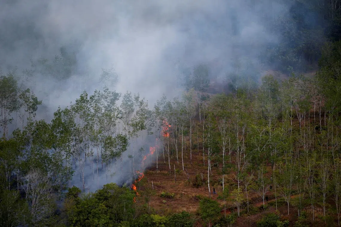 Indonesia's government allocated 20.6 million hectares of forest areas for food-, energy- and water-related programmes in 2025, 43 per cent of which was natural forest.