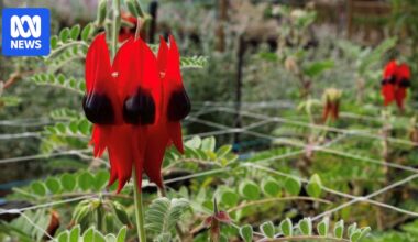 Growers branch out as demand grows for unique Australian native flowers