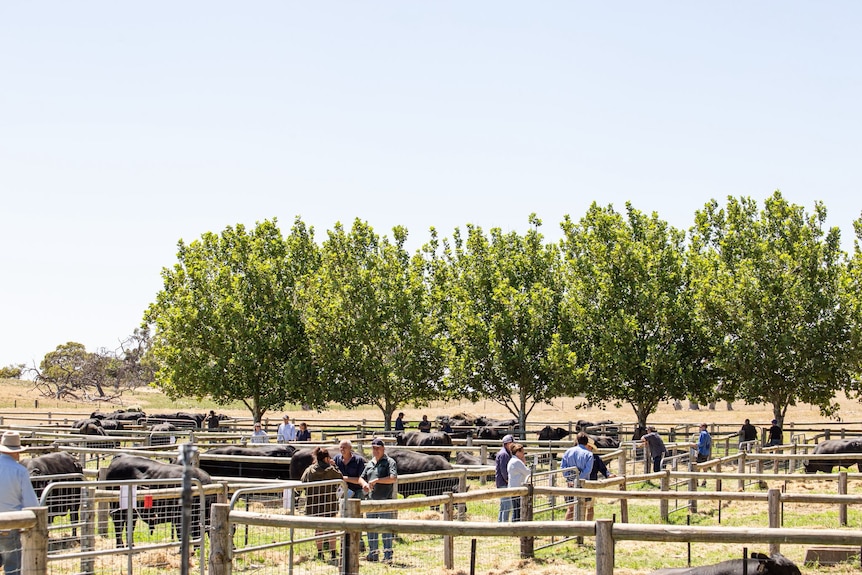 A green farm with pens of bulls and a crowd walking around. 