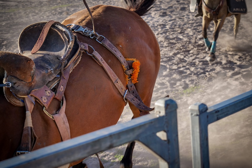A tight photo of a flank strap on a horse that's bucking