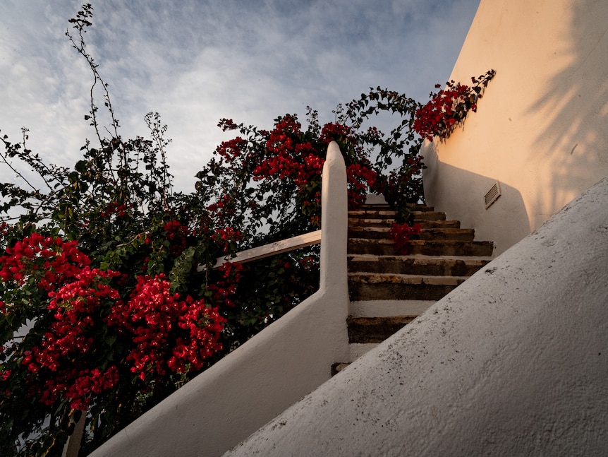Flowers on stairs.