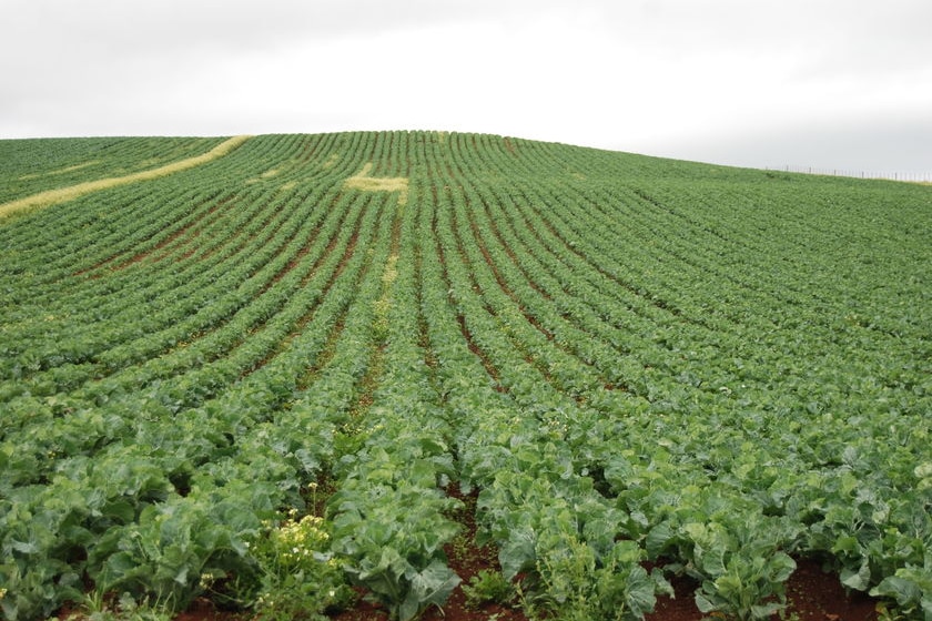 A field of growing vegetables, stretching into the distance.