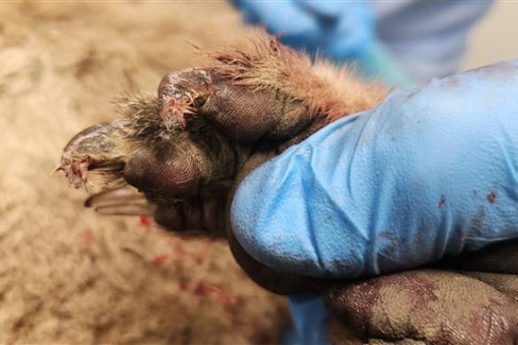 A koala that was allegedly dragged through the township of Koroit in Victoria’s south-west has been put down.