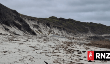 Antarctic penguin appears on remote WA beach, 4000km from home