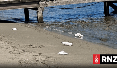Ten tarāpuka / black-billed gulls poisoned in Te Anau