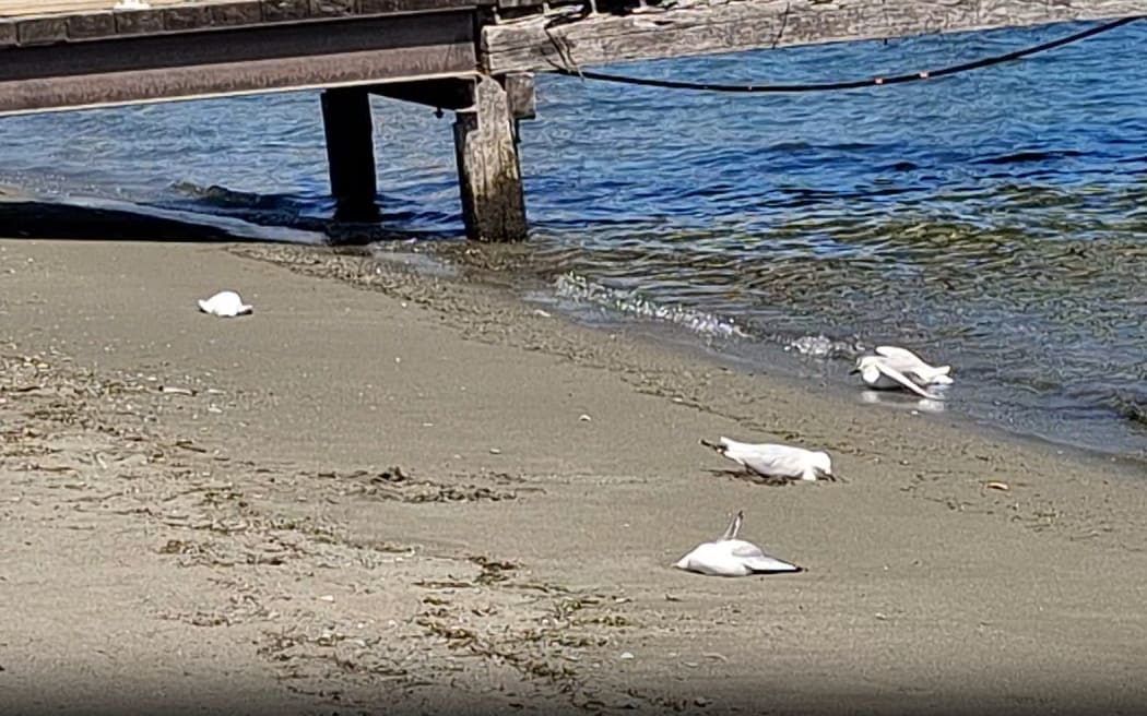 The Department of Conservation is investigating the poisoning of ten black-billed gulls in Te Anau.