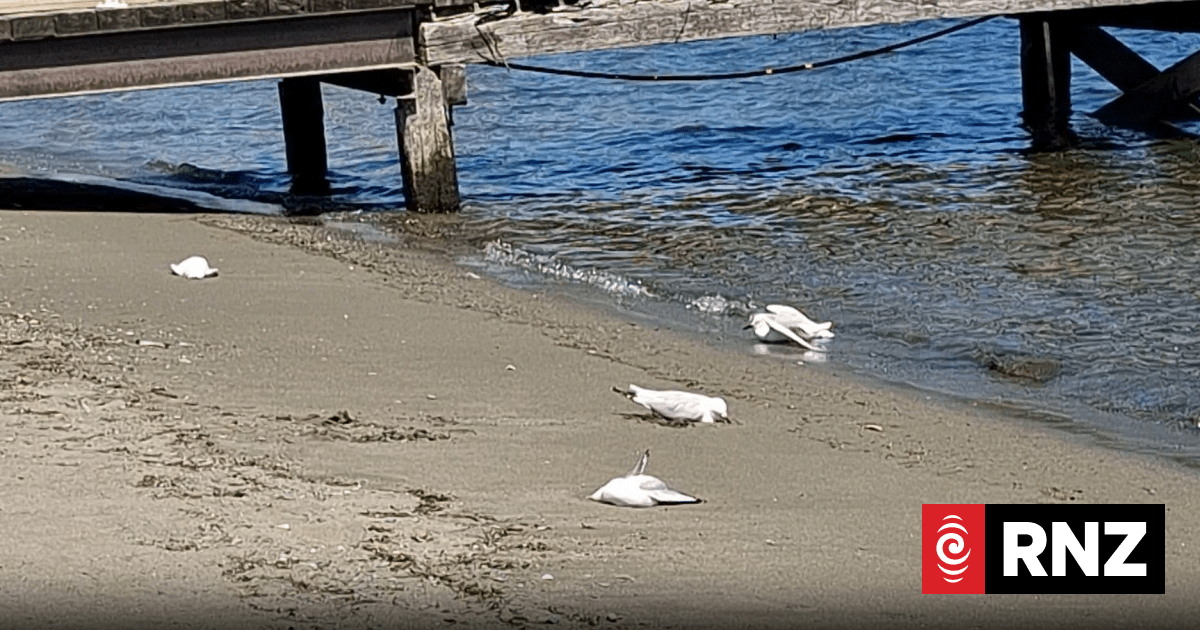 Ten tarāpuka / black-billed gulls poisoned in Te Anau