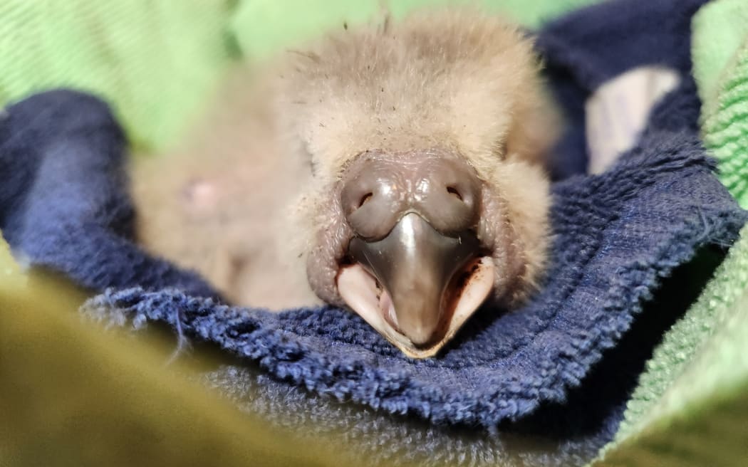 A close up shot of a tiny kakapo chick on a blue towel. the small grey beak of the chick is in focus, the shot is front on so you can just about make out the eyes, the white fluffy body is out of focus