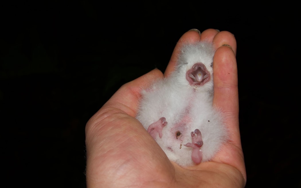A tiny white fluffy chick sits in the palm of a hand, propped up against the fingers. It is looking towards the camera so you can see it's tiny beak and eyes, pink belly and small feet.