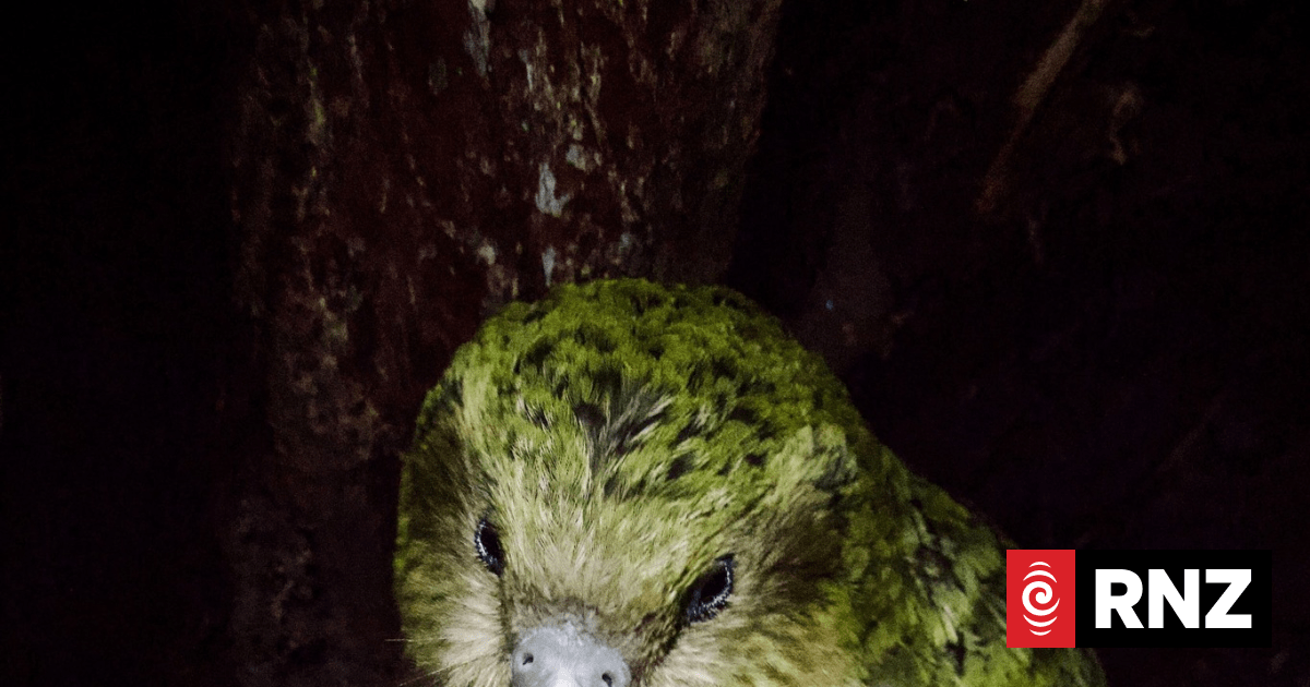 Over 100 kākāpō chicks hatch in record-breaking breeding season